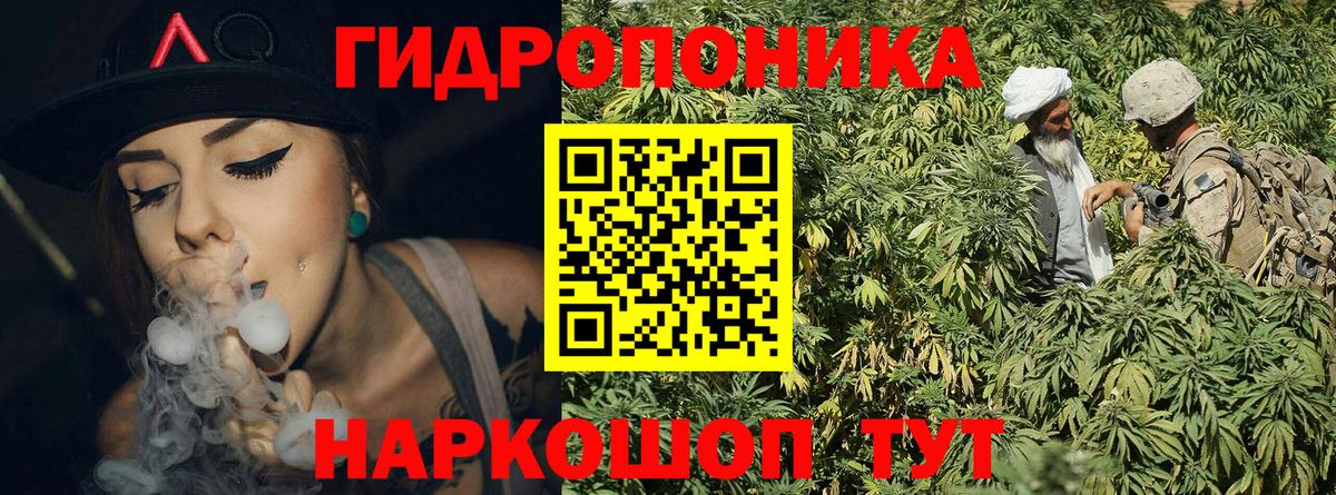 Каннабис сатива Моршанск